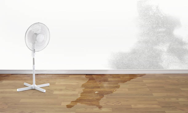 Best Carpet water damage restoration  in Shelby, MS
