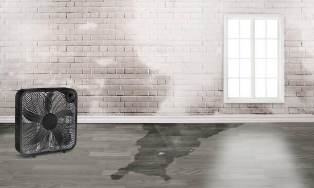Best Basement water damage restoration  in Shelby, MS